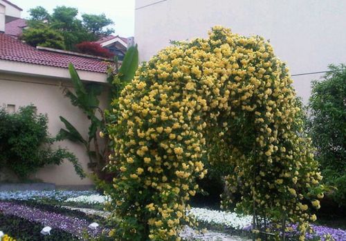 一、槐树：春天的紫色盛宴