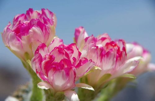 仙人球，你养对了吗？