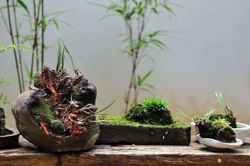 冬天给菖蒲浇水施肥的小窍门