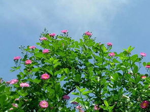 如何富创意地处理满墙藤三七？