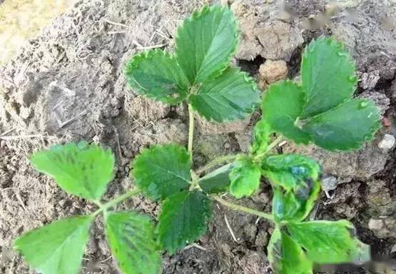 二、 稳定性高、残留期长的农药：注意间隔，防止药害