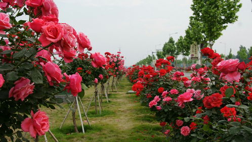 树状月季，花木界的新宠