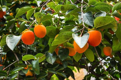 青皮橘油，防治果树病虫害的利器？