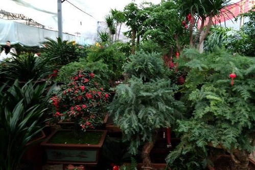 突发提醒：2月20日前抓紧播种樱桃萝卜！