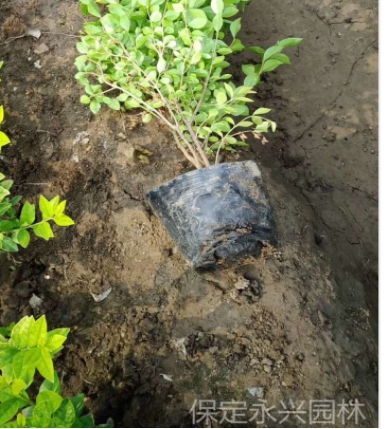 柏树种植如何提高成活率？松树有哪些方法嫩快速生长？