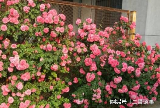 8月份的美丽花海，你准备好了吗？