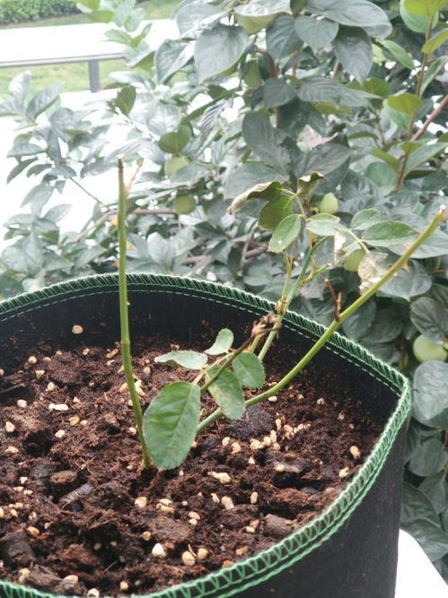 月季叶子发黄枯萎：是积水还是病虫害？