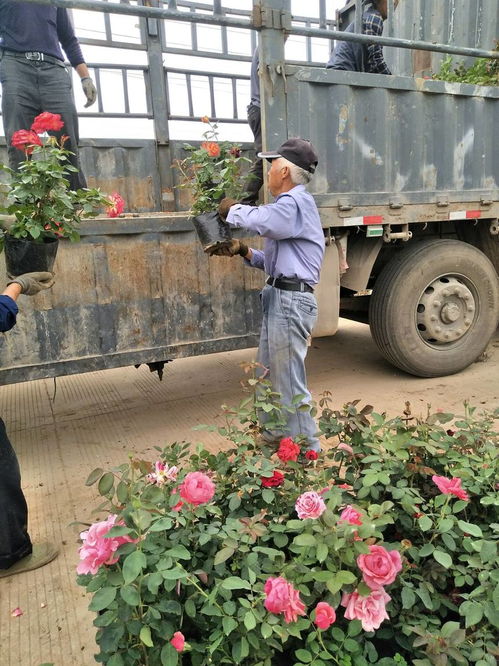 大花月季哪里有卖？