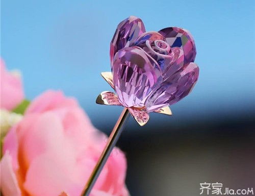 玫瑰，爱与希望的象征