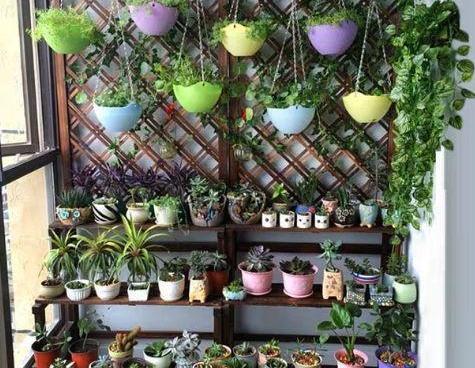 走廊过道与宿舍书桌的绿植：温差大与光线昏暗的解决方案