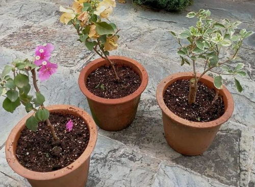 光照控制：每天少晒1小时=少开30朵花