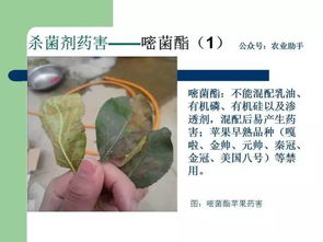 农药使用后叶片黄化、 卷曲、枯萎之谜