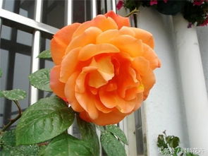 西方大地：枝条强健，刺多，花少