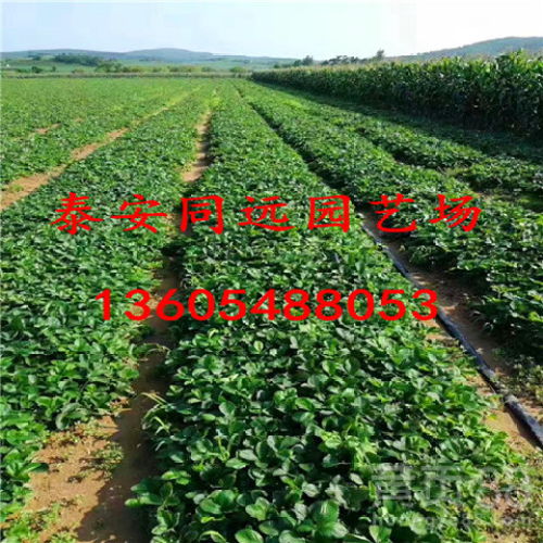 香港古树茶油价格一览：揭秘每斤茶油的奢华价值