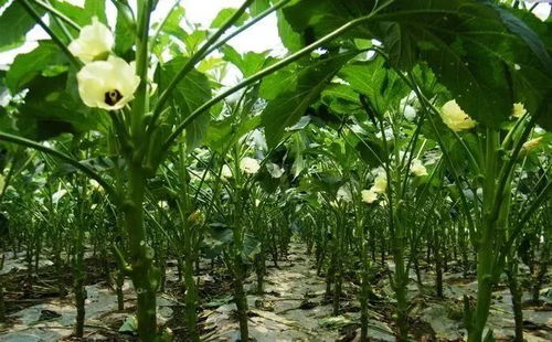 黄秋葵：耐旱耐热的好伙伴