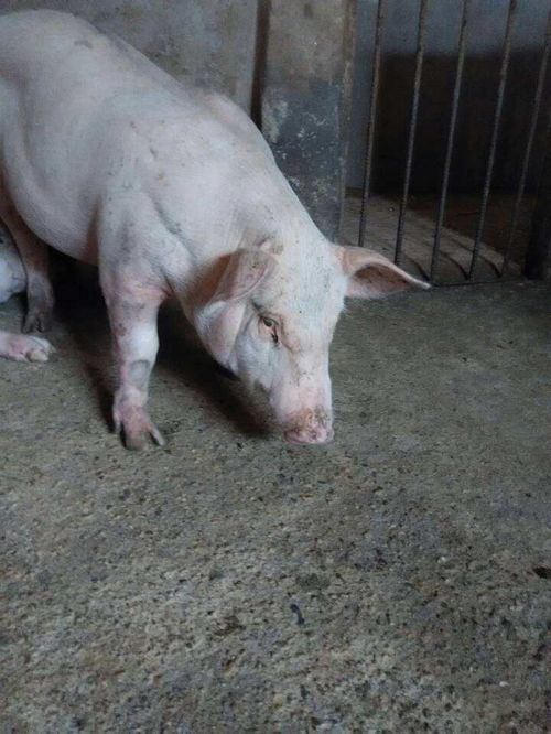 猪圆环病毒疫苗在养殖领域应用广泛