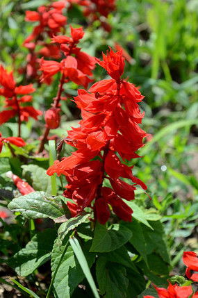 红榉木的价格受多种因素影响