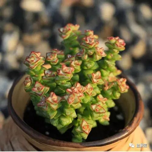 多肉植物需透气排水佳土壤