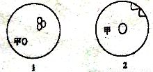 生长素的作用