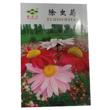 小贴士：种植除虫菊的小秘密