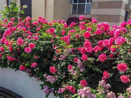 藤本月季与微月灌木，美丽与养护的双重享受