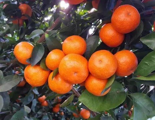 种植沙糖桔在什么季节喷什么品种的农药？