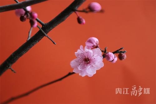 美人梅通常在3月至4月开花，5月至6月结果