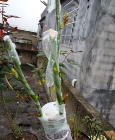 嫁接月季树， 注意细节问题