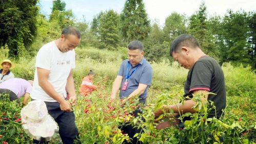 修剪， 就是茅梅的发型师