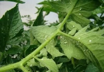 花卉长白色虫，如何有效根除