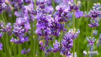 薰衣草的其他用途
