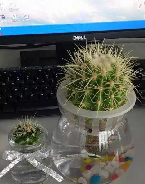 仙人球的根属于哪种根系？在选择土壤时