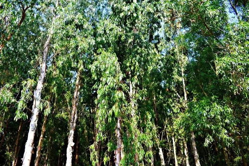 树木的生态作用