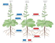 亲情之花，探寻植物间亲缘关系的奇妙现象