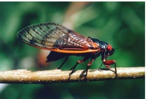 口感与营养价值：谁梗胜一筹