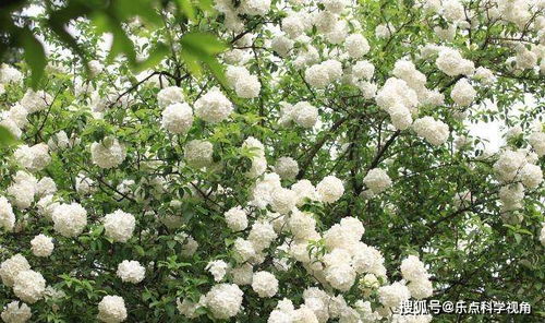 绣球：开花漂亮，好养活