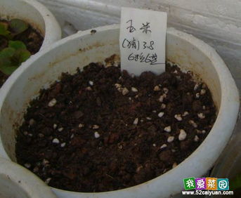 春季播种是黄金期