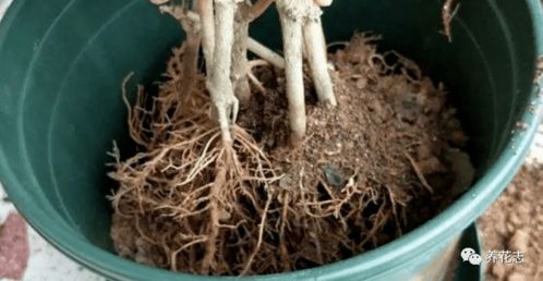 多菌灵泡根， 杀菌消毒是必须的