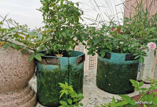 金桔的价格与购买