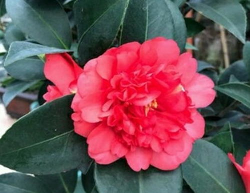 如何判断茶花根系是否缺水？