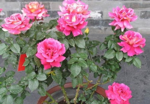 专家来支招， 施肥时间要记牢