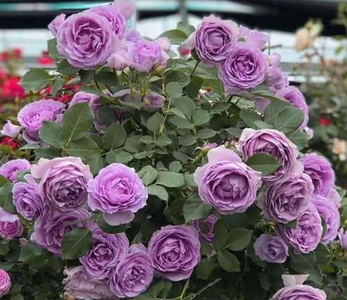 月季花， 五彩斑斓的美丽使者