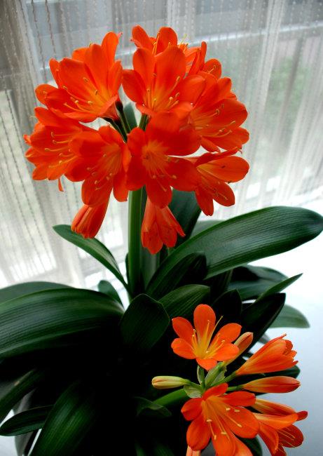 大叶子兰花的品种探索