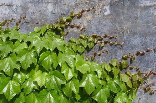 种子收集：像寻宝一样