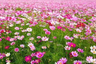 十月的花海，寒冷中的艳丽色彩