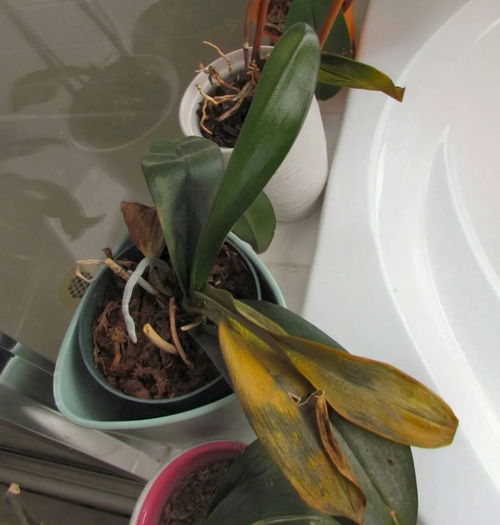 植物叶子焦了是浇水过多吗