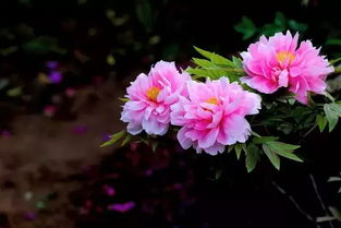 牡丹花象征着富贵、繁荣与吉祥，是中华民族的国花