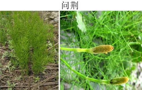 细虉草：从农田杂草到生态饲用价值新探索