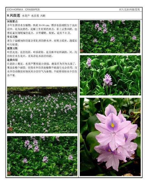 水生植物与人类的生活