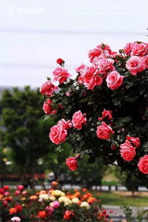 金桥大道中分带内月季树